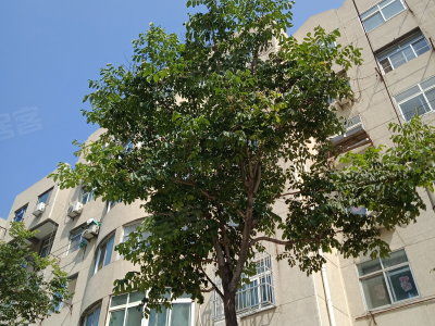 棉紡廠家屬院二手房房價走勢,北京棉紡廠家屬院二手房出售 租房價格